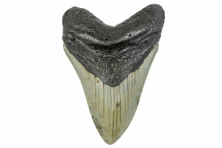 Serrated, Fossil Megalodon Tooth - North Carolina #272854